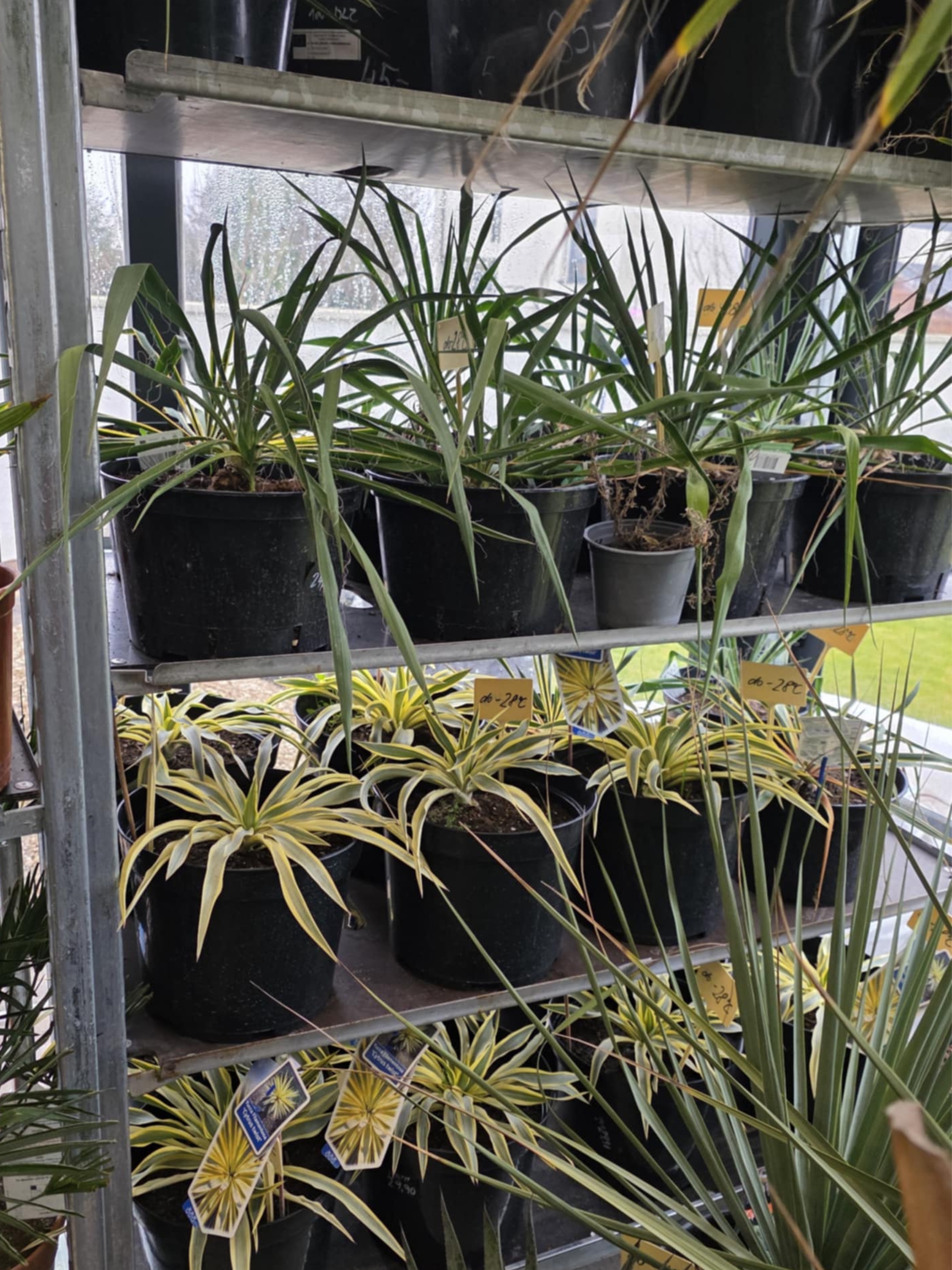 zimovanie mladých júk v kvetináčoch